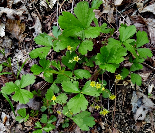 {Geum donianum}